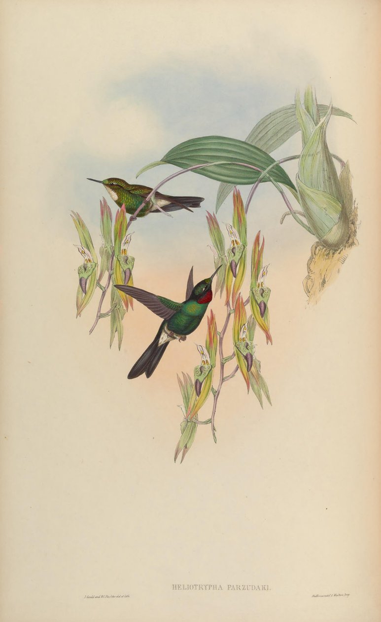 Heliotrypha parzudaki = Heliangelus exortis tekijältä John Gould