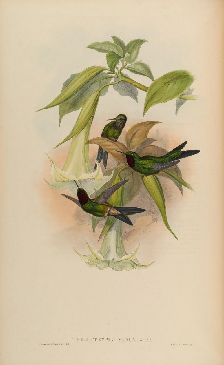 Heliotrypha viola = Heliangelus viola tekijältä John Gould