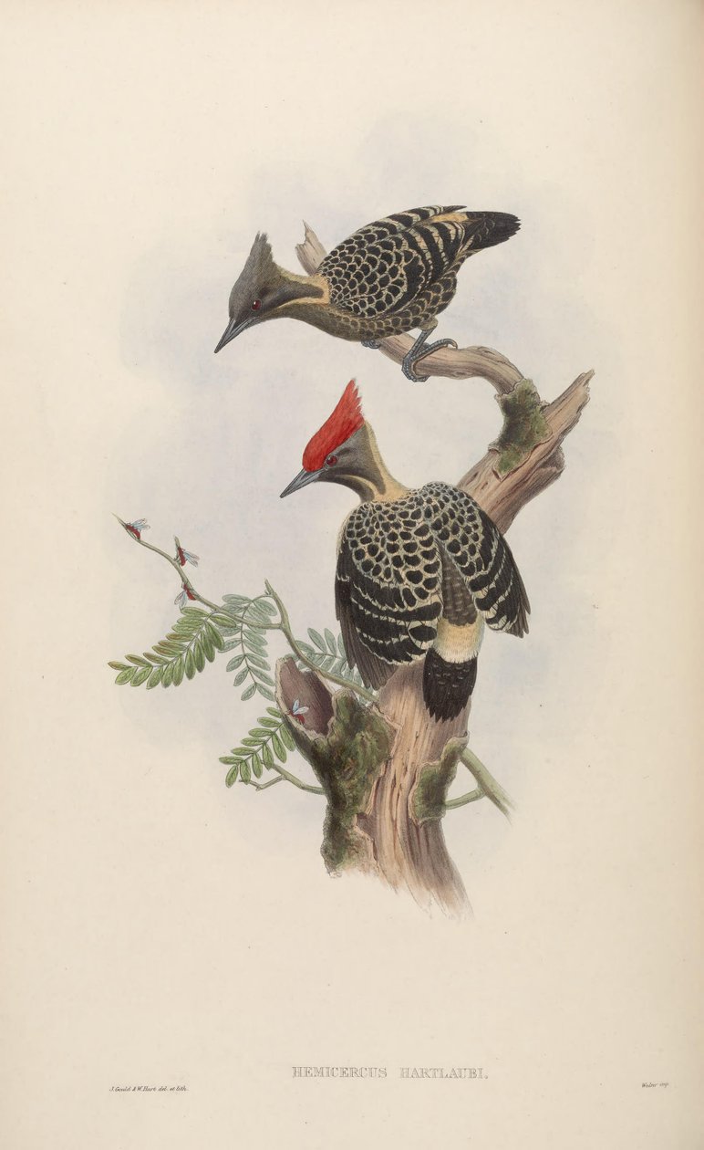Hemicercus hartlaubi = Hemicircus concretus sordidus [2] tekijältä John Gould