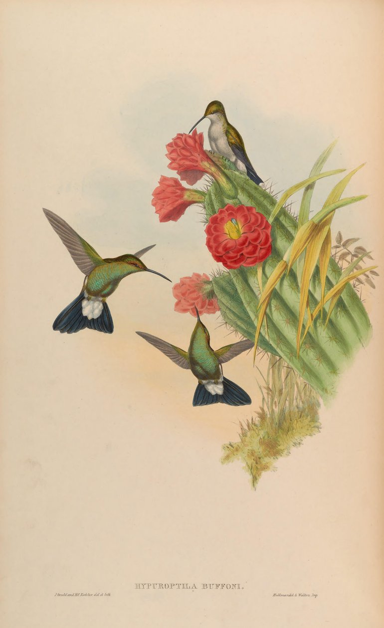 Hypuroptila buffonii = Chalybura buffonii tekijältä John Gould