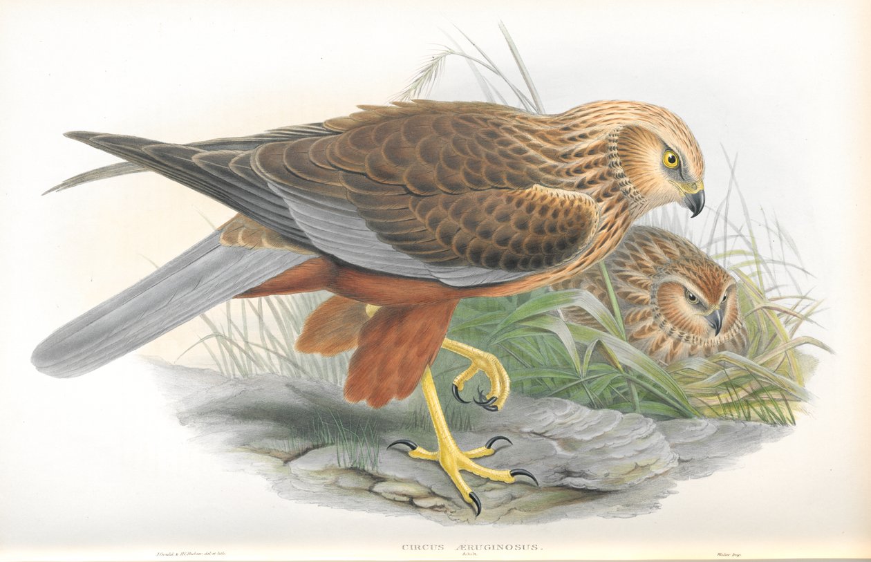 Circus Aeruginosus (suokarhun kuva) tekijältä John Gould