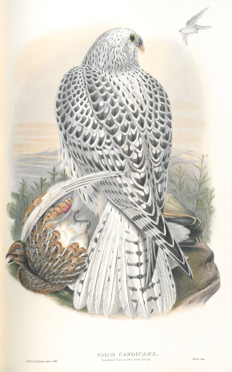 Kuva Falco Candicansista (Greenland Falcon Dark Race) tekijältä John Gould