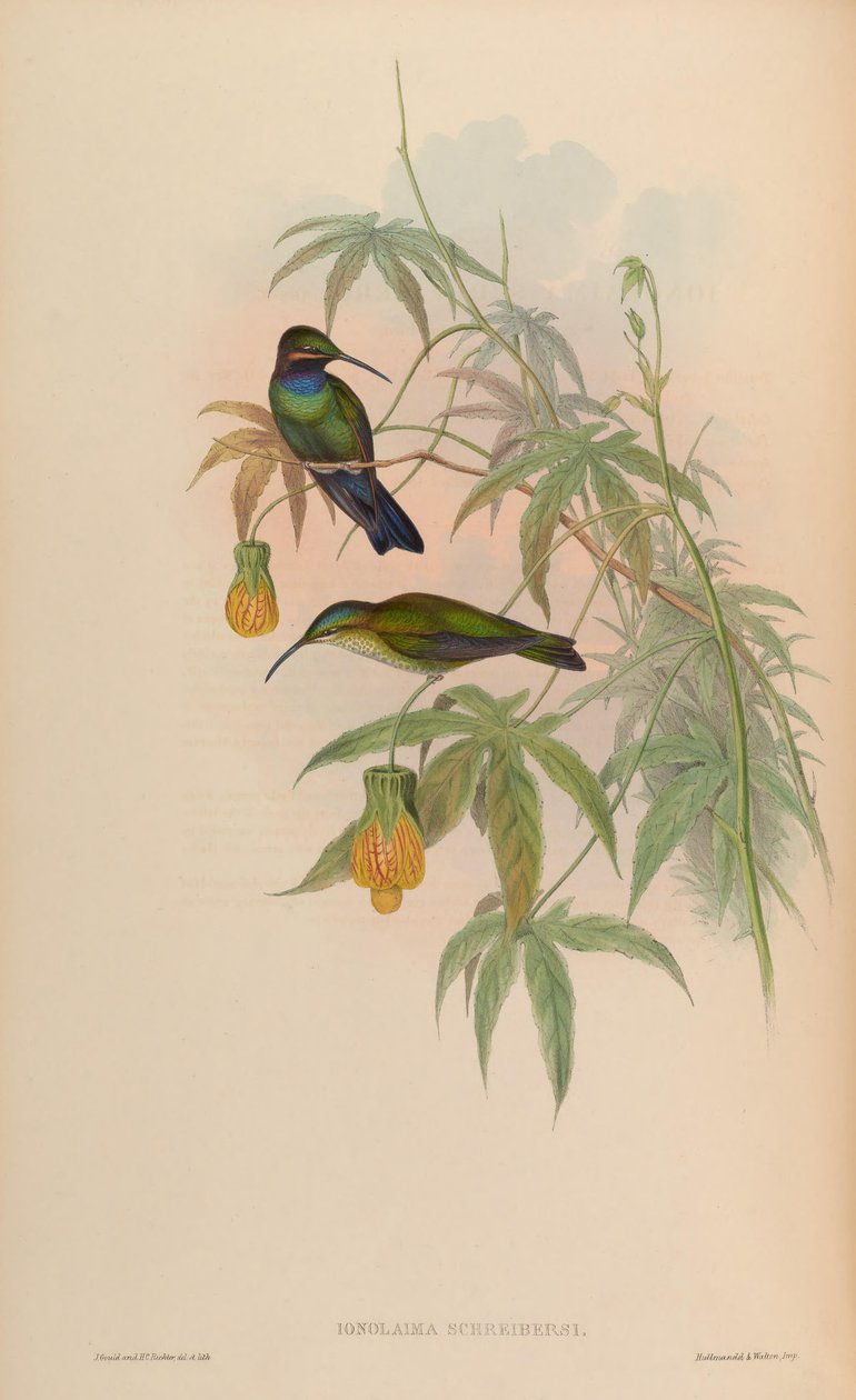 Inolaima schreibersii = Heliodoxa schreibersii tekijältä John Gould