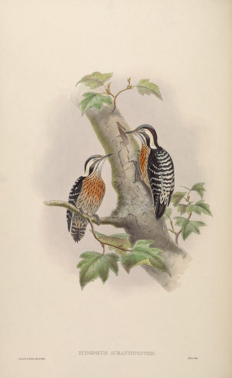 Iyngipicus aurantiiventris = Dendrocopos canicapillus aurantiiventris [2] tekijältä John Gould