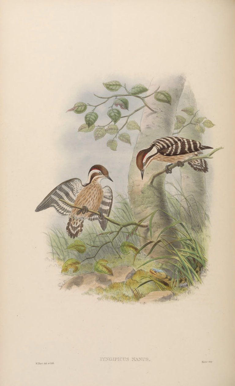 Iyngipicus nanus = Dendrocopos nanus tekijältä John Gould
