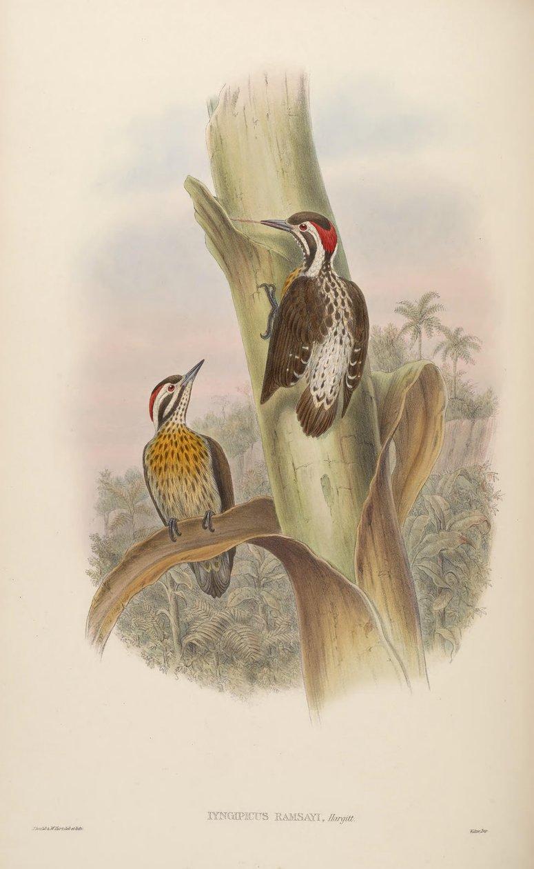Iyngipicus ramsayi = Dendrocopos ramsayi ramsayi tekijältä John Gould
