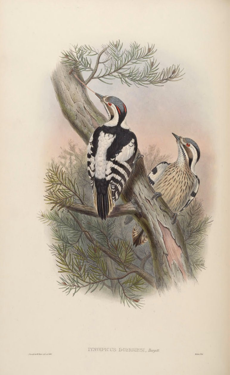 Iyngipicus scintilliceps = Dendrocopos canicapillus scintilliceps [2] tekijältä John Gould