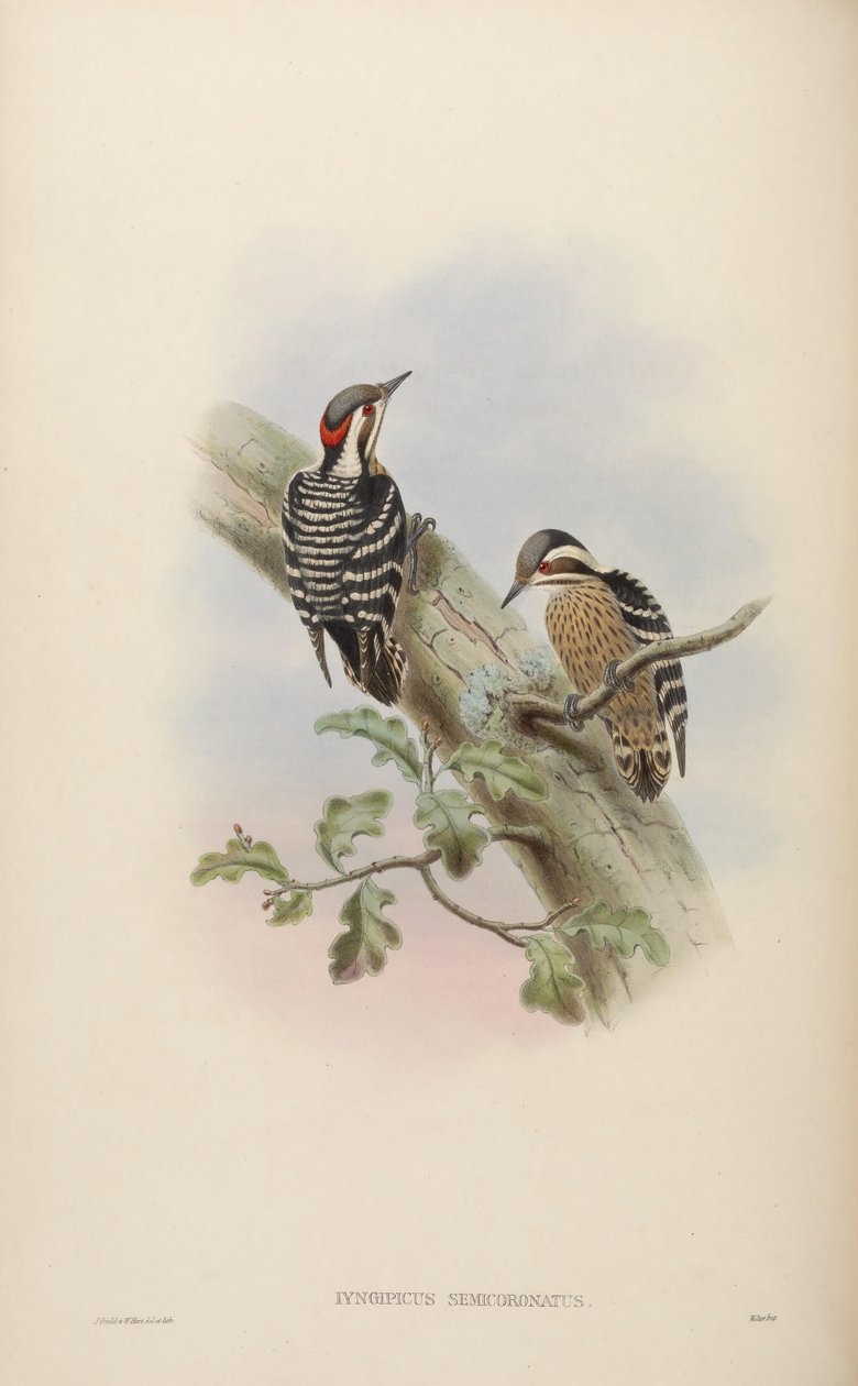 Iyngipicus semicoronatus = Dendrocopos canicapillus semicoronatus [2] tekijältä John Gould