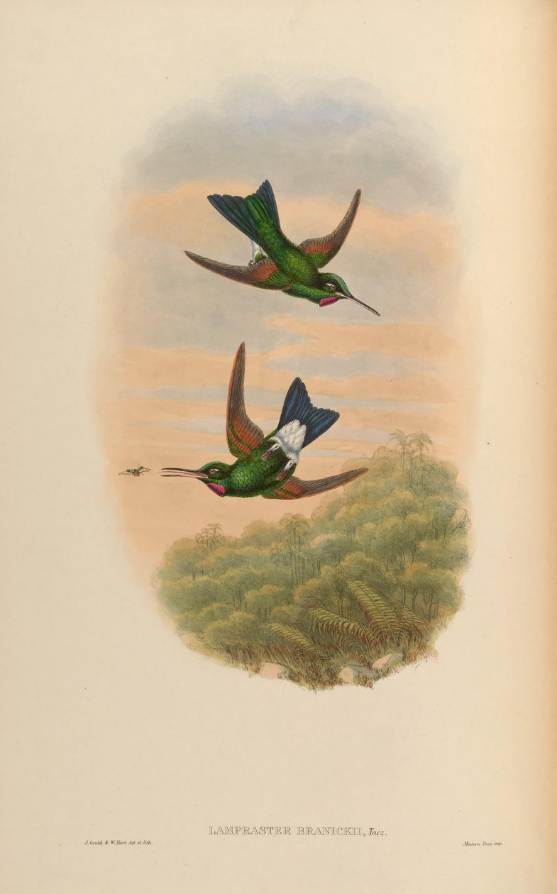 Lampraster branickii = Heliodoxa branickii tekijältä John Gould
