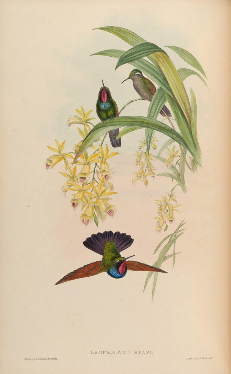 Lamprolaima rhami tekijältä John Gould