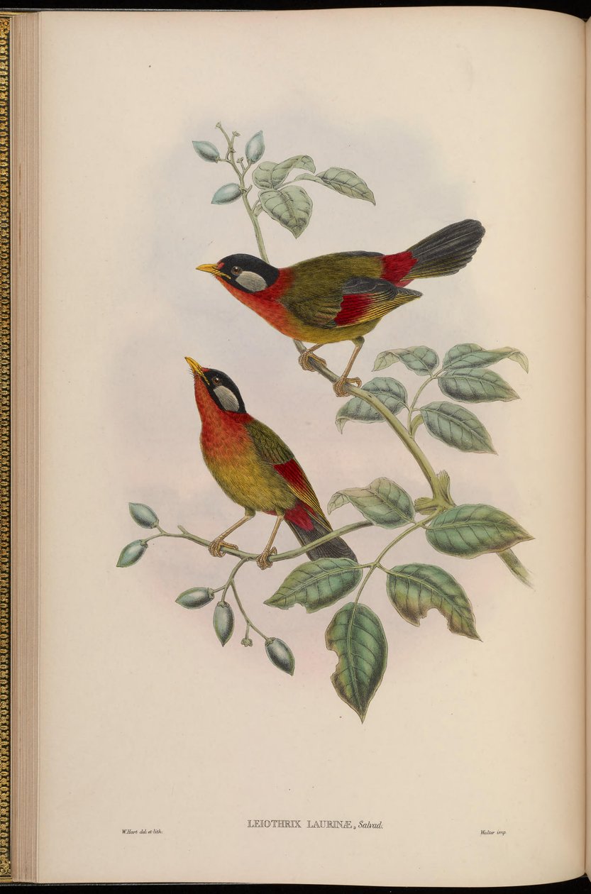 Leiothrix laurinae = Leiothrix argentauris laurinae tekijältä John Gould