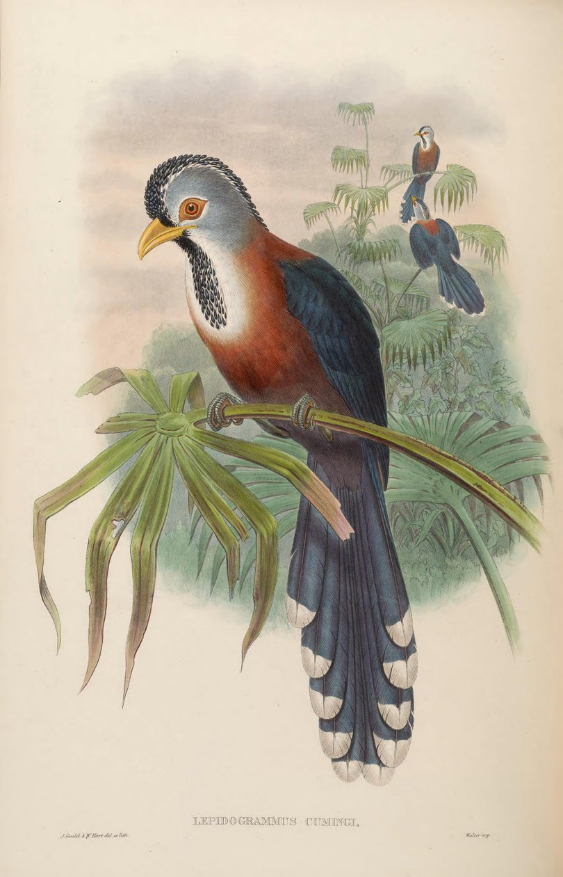Lepidogrammus cumingi = Dasylophus cumingi tekijältä John Gould