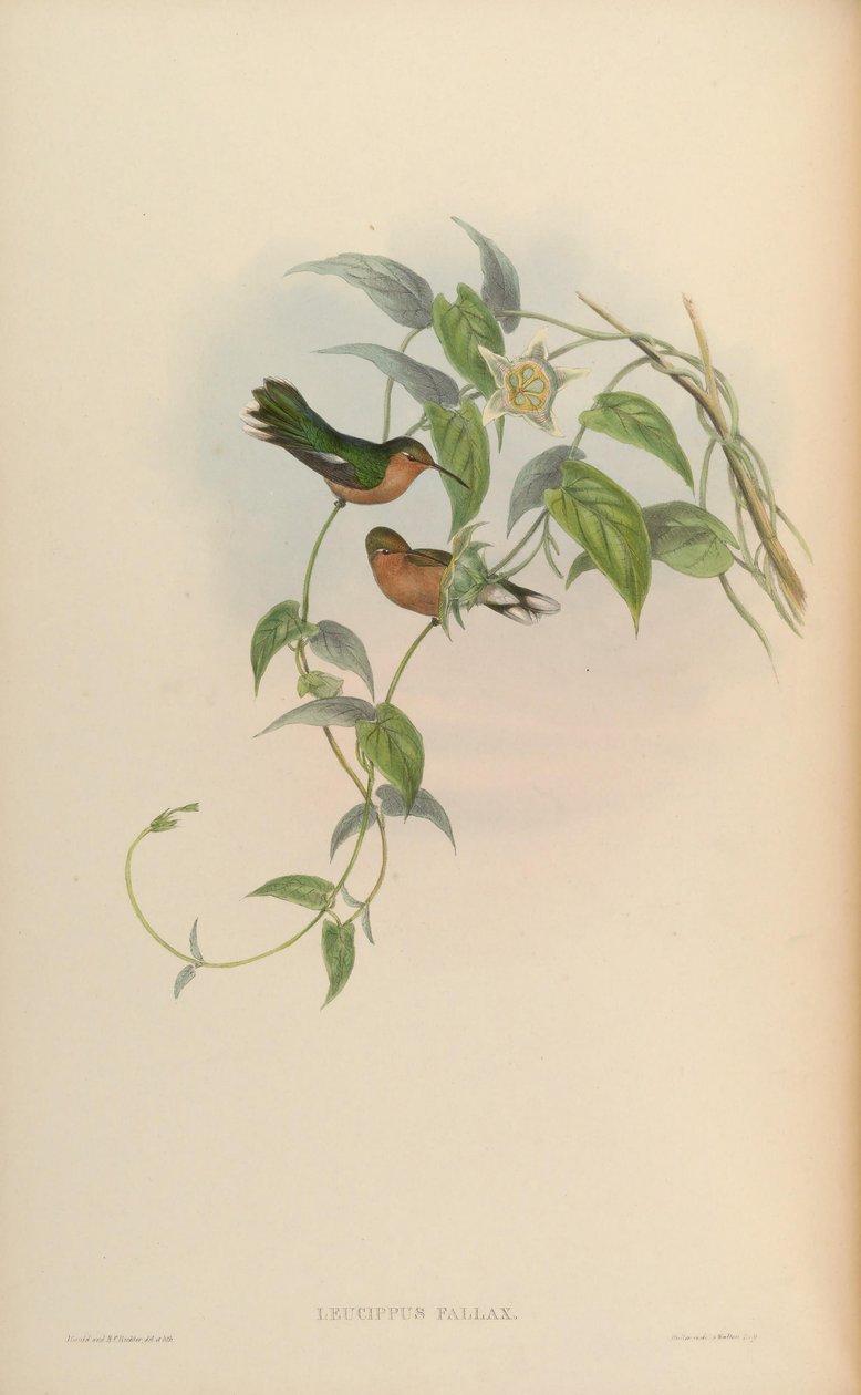 Leucippus fallax tekijältä John Gould