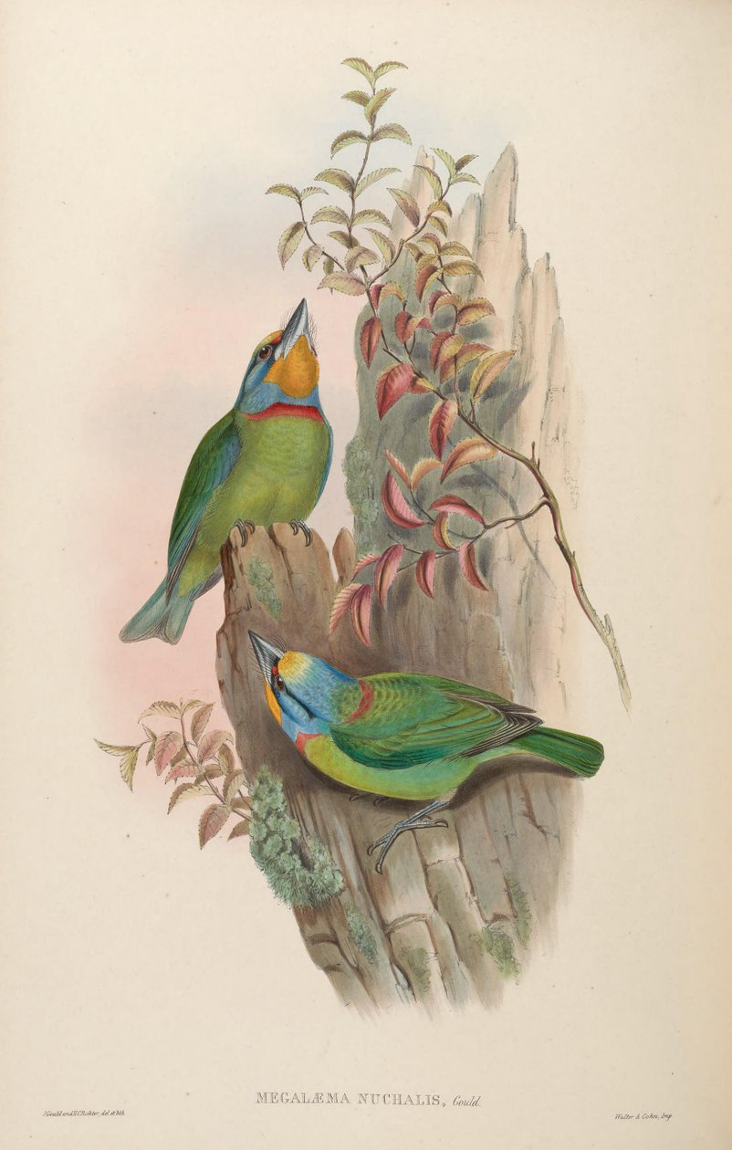 Megalaema nuchalis = Megalaima nuchalis tekijältä John Gould