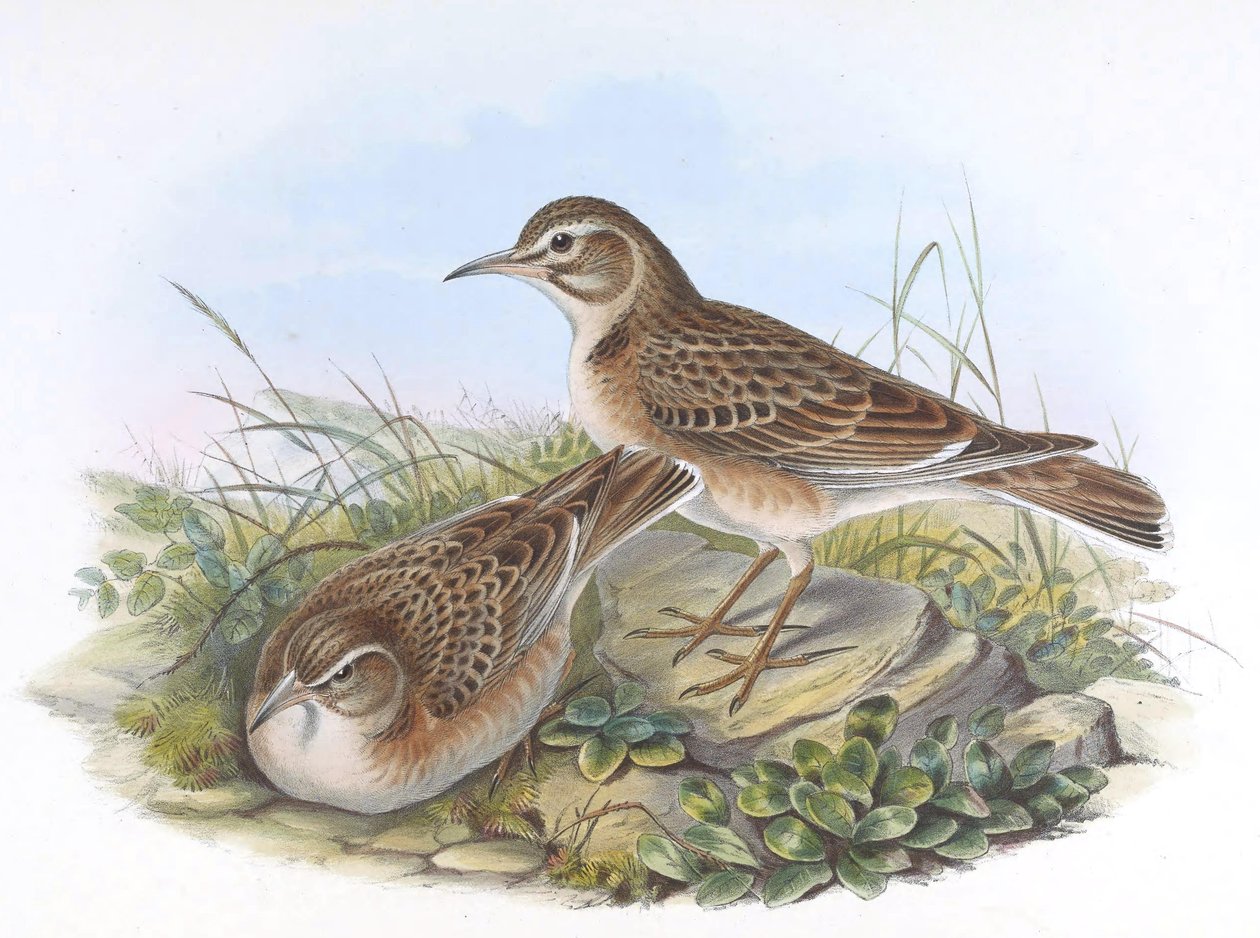 Melanocorypha maxima tekijältä John Gould