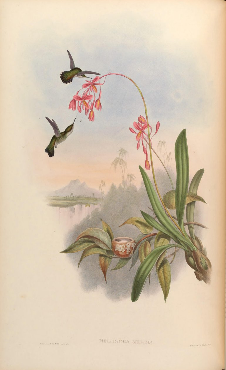 Mellisugan minimit tekijältä John Gould