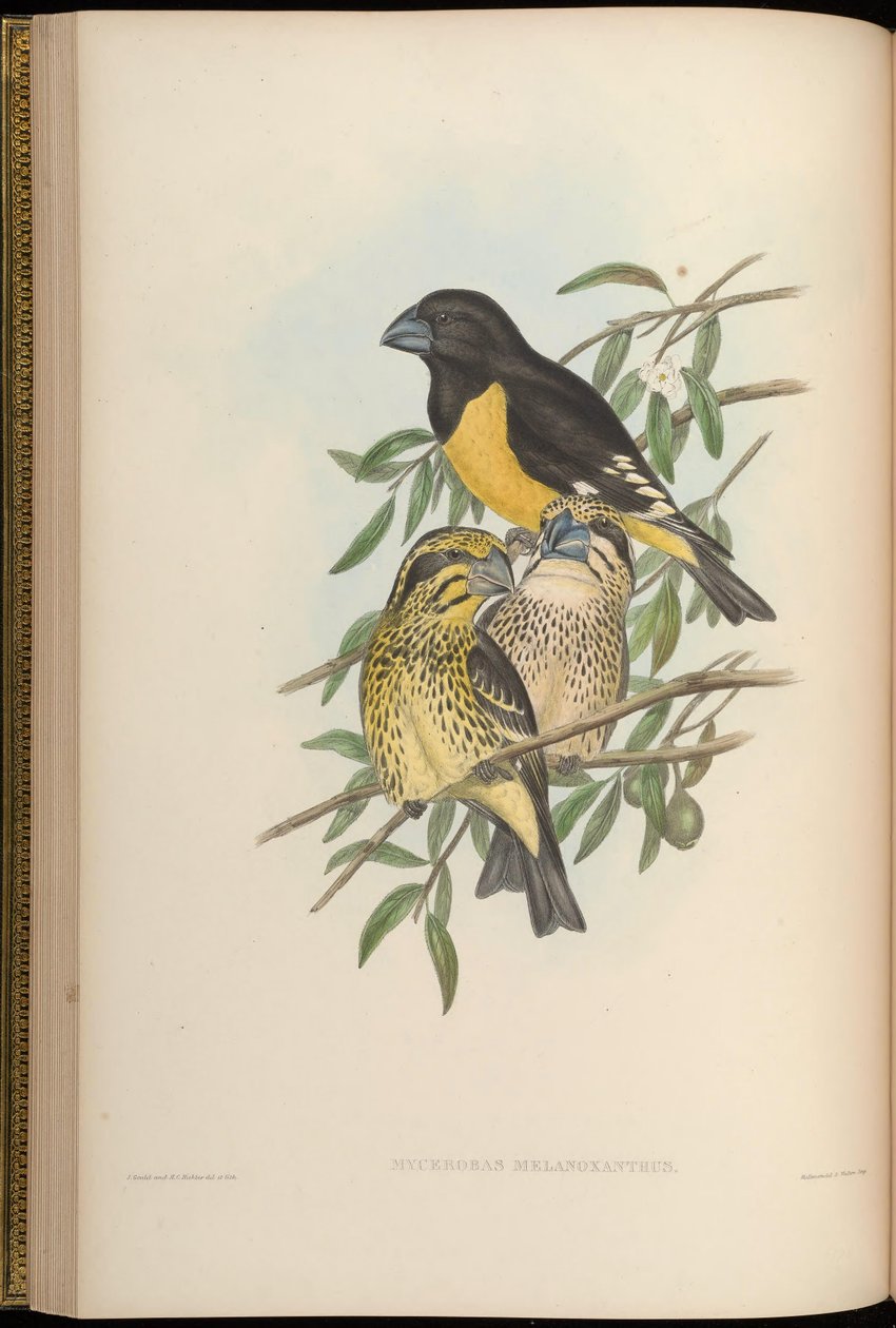 Mycerobas melanozanthos tekijältä John Gould