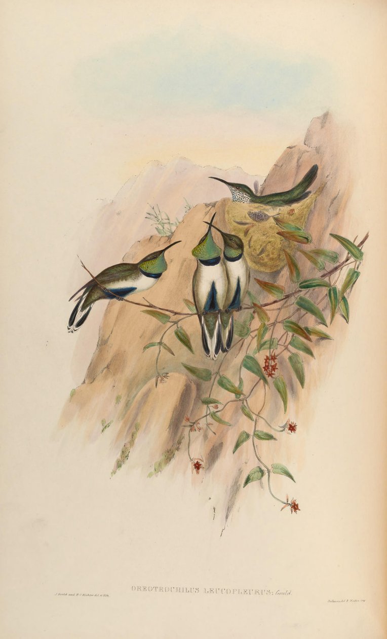 Oreotrochilus leucopleurus tekijältä John Gould