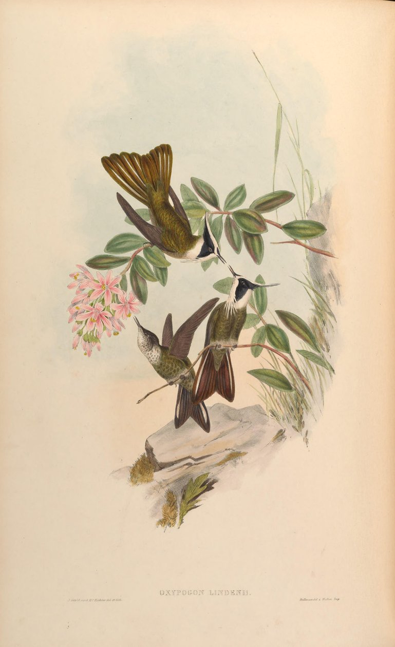 Oxypogon lindenii = Oxypogon guerinii lindenii tekijältä John Gould