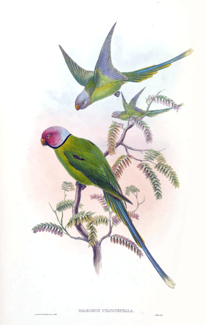 Palaeornis cyanocephalus = Psittacula cyanocephala [2] tekijältä John Gould