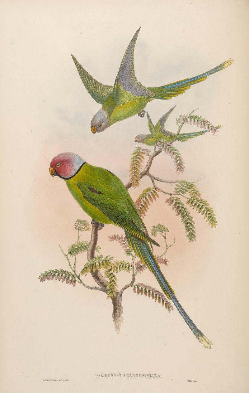 Palaeornis cyanocephalus = Psittacula cyanocephala [2] tekijältä John Gould