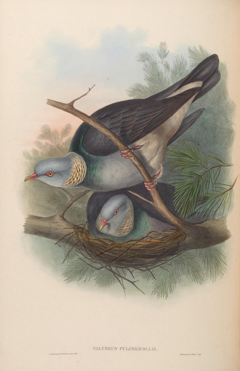 Palumbus pulchricollis = Columba pulchricollis tekijältä John Gould