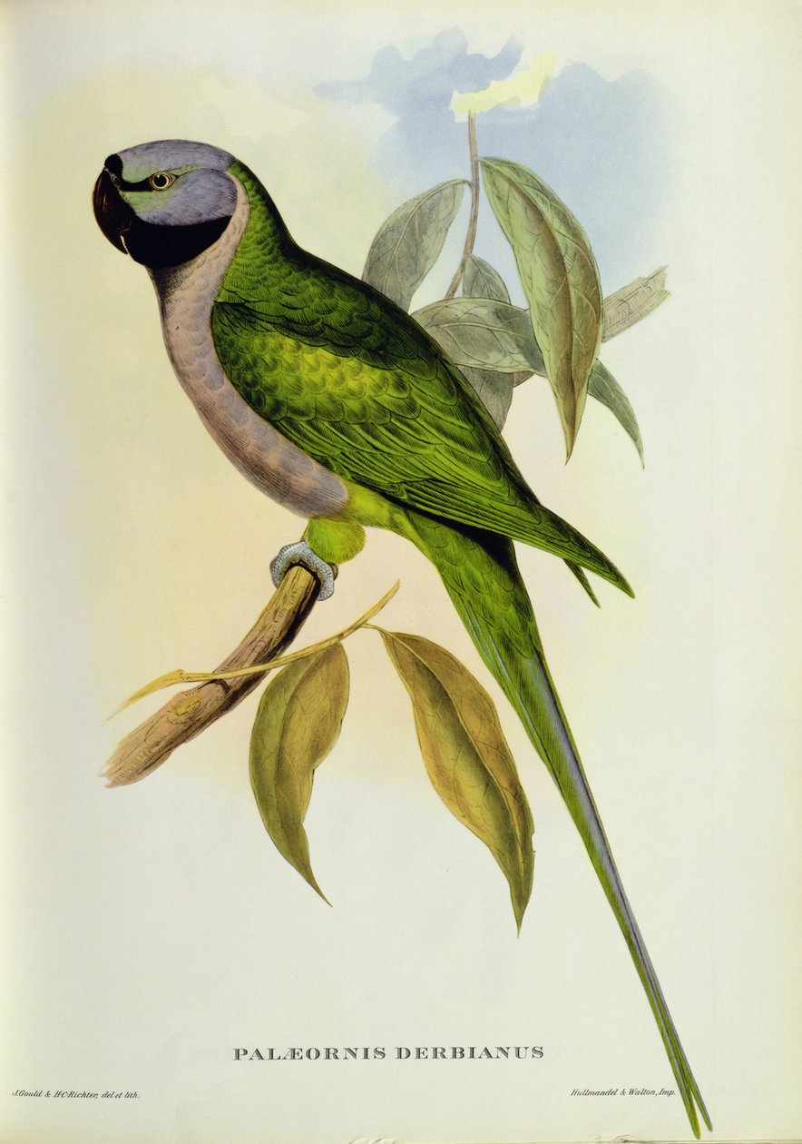 Papukaija: Palaeornis Derbianus, n. 1850 tekijältä John Gould