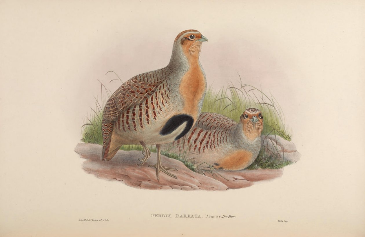 Perdix barbata = Perdix dauurica tekijältä John Gould
