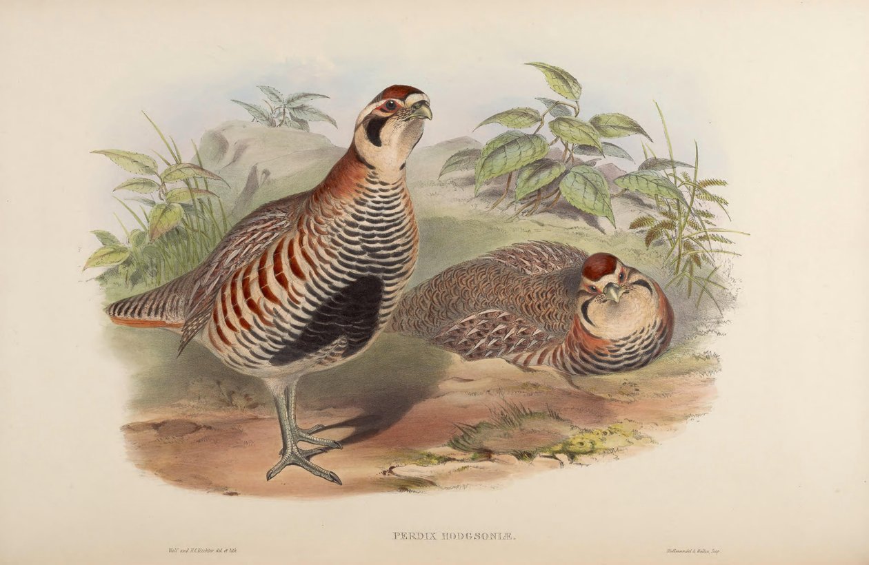 Perdix hodgsoniae tekijältä John Gould