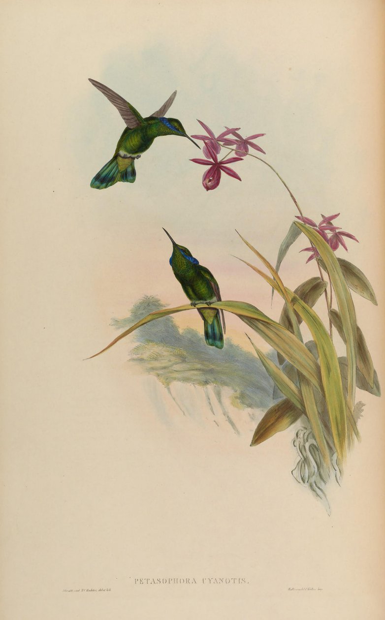 Petasophora cyanotus = Colibri thalassinus cyanotus tekijältä John Gould