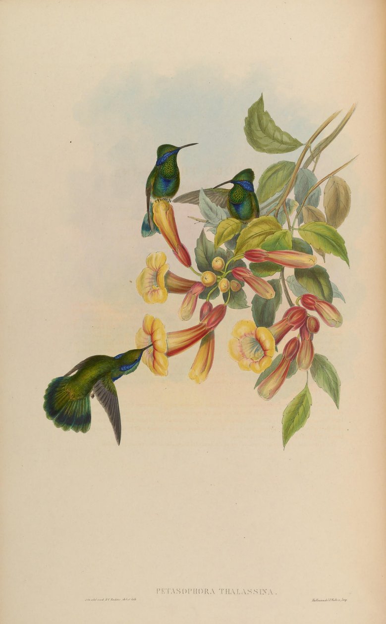 Petasophora thalassina = Colibri thalassinus tekijältä John Gould