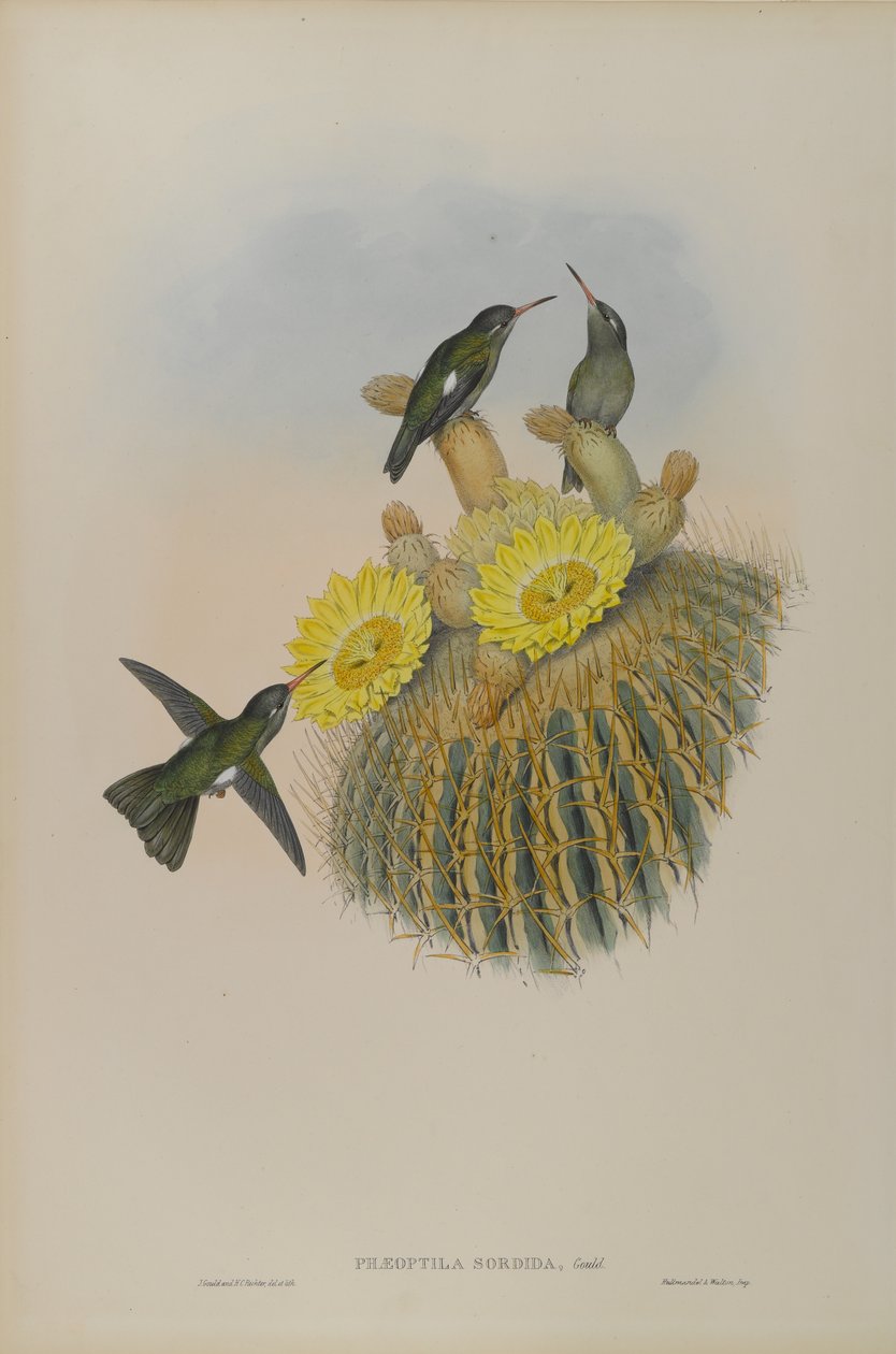 Phaeoptila Sordida: Dusky tekijältä John Gould