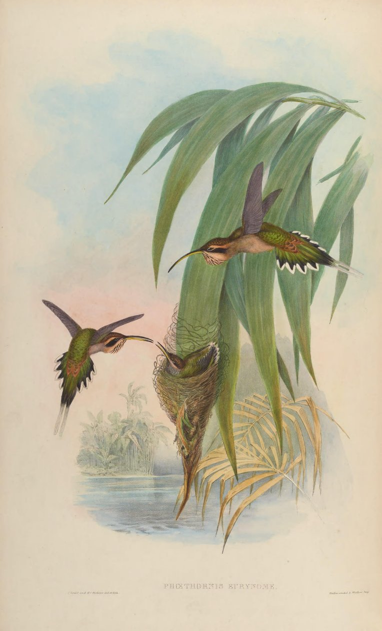 Phaethornis eurynome tekijältä John Gould
