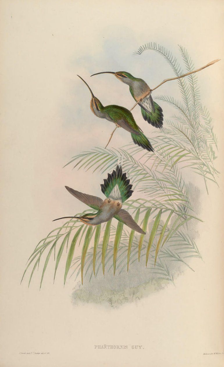 Phaethornis kaveri tekijältä John Gould
