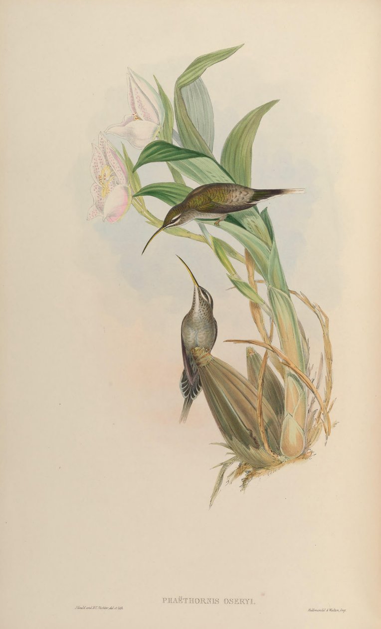 Phaethornis oseryi = Phaethornis hispidus tekijältä John Gould