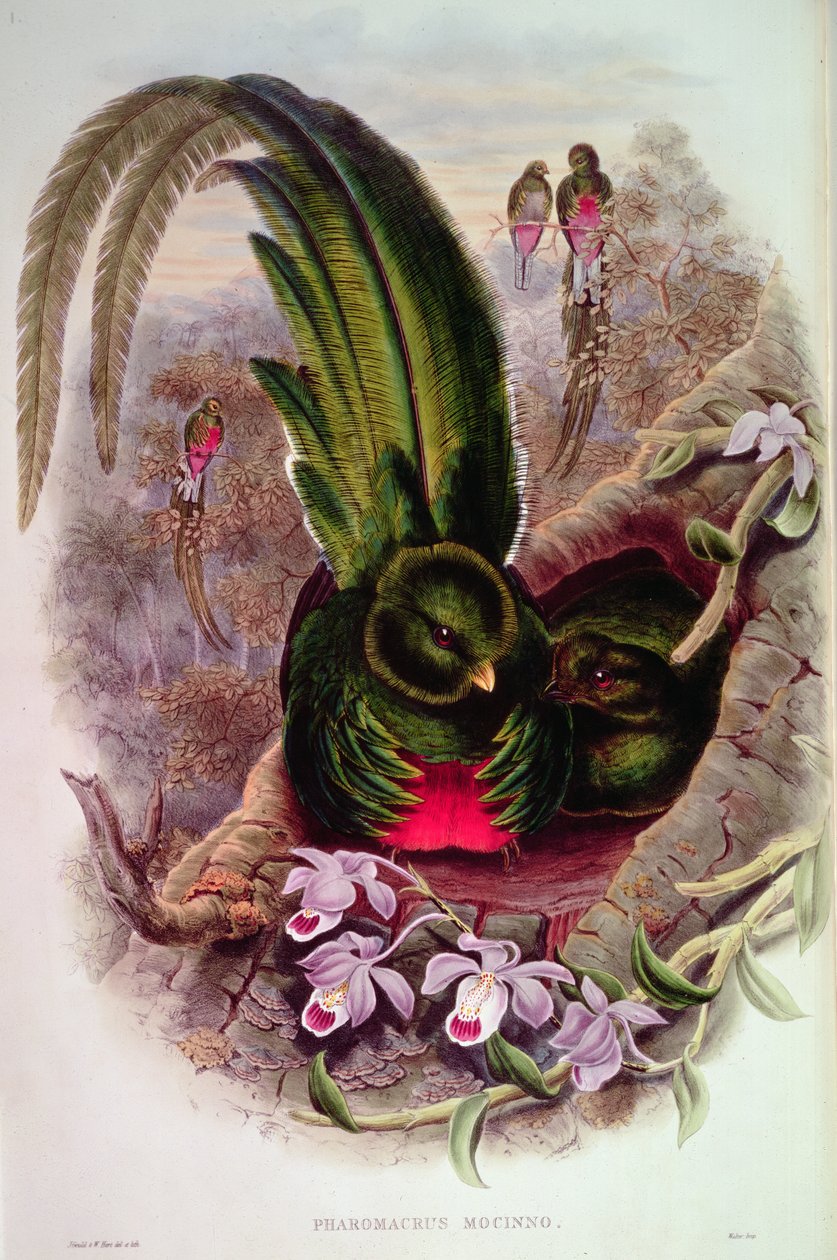 Pharomachrus Mocinno, kaiverrettu T. Walterin toimesta. tekijältä John Gould