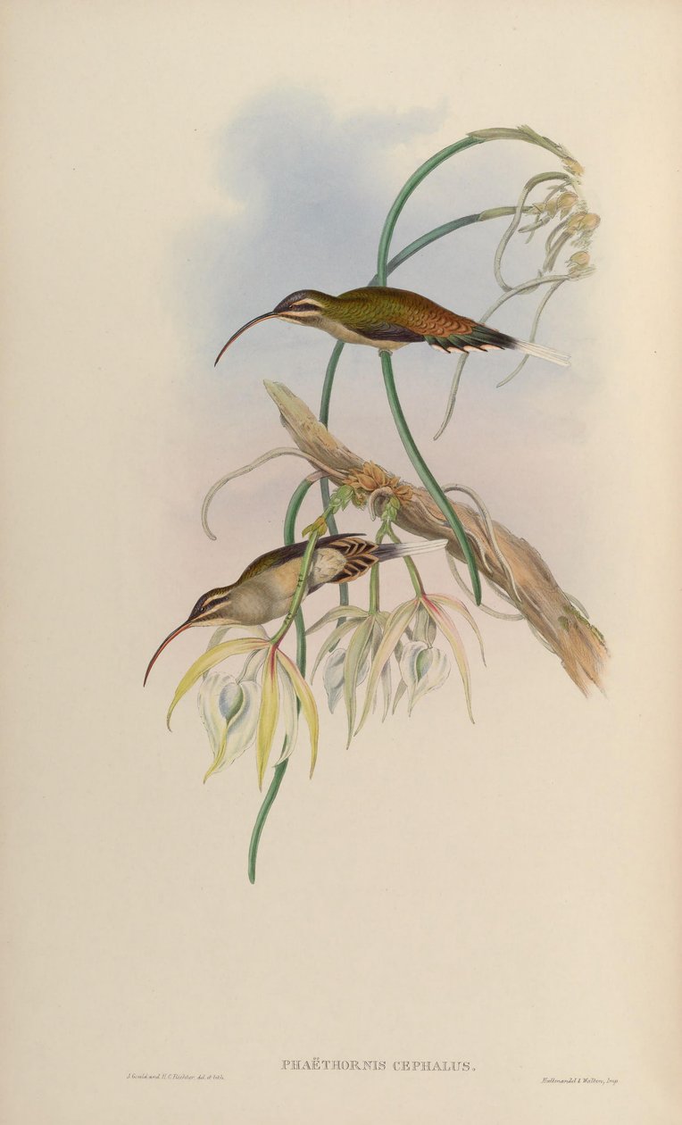 Phaëthornis cephalus = Phaethornis longirostris longirostris tekijältä John Gould