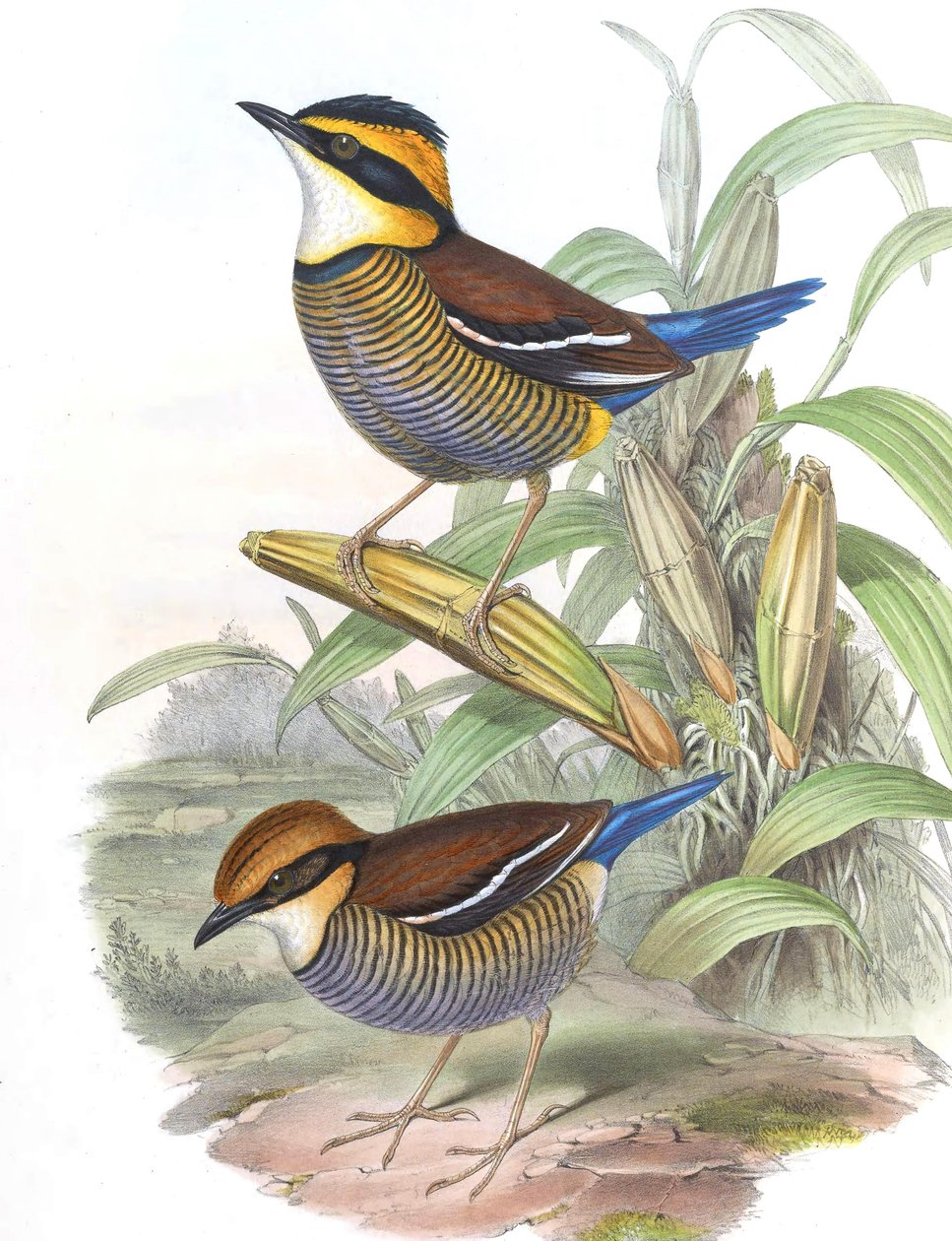 Pitta cyanura = Hydrornis (guajana) guajana tekijältä John Gould