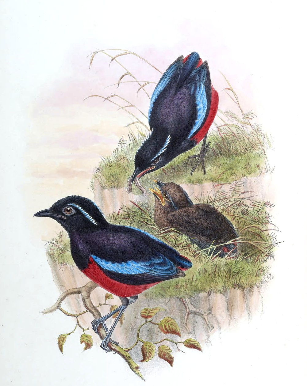 Pitta ussheri = Erythropitta ussheri tekijältä John Gould