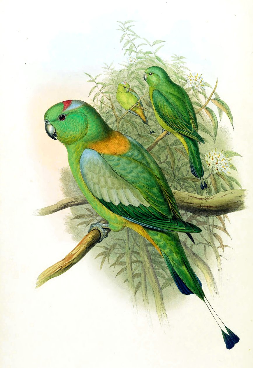 Prioniturus setarius = Prioniturus platurus tekijältä John Gould