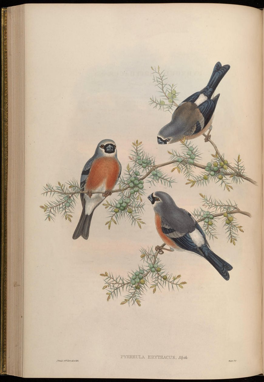 Pyrrhula erithacus tekijältä John Gould