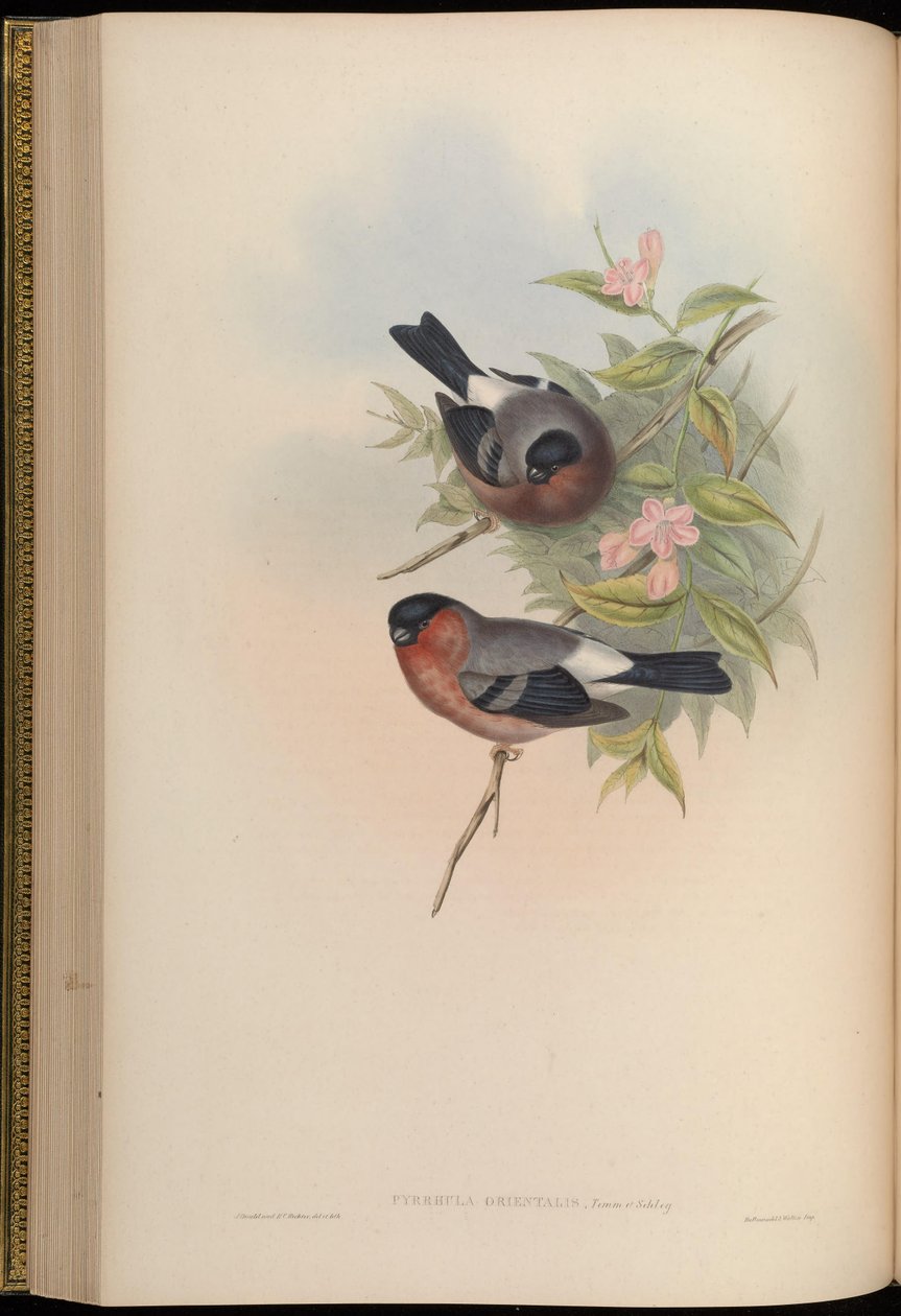 Pyrrhula orientalis = Pyrrhula pyrrhula rosacea tekijältä John Gould