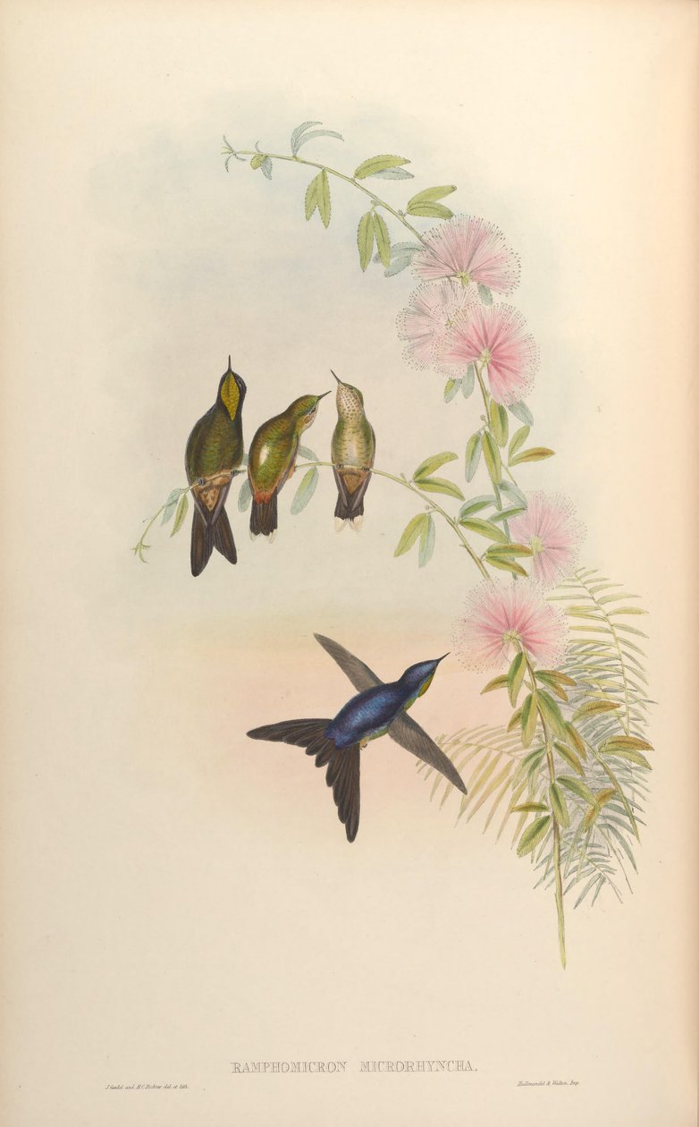 Ramphomicron microrhynchum tekijältä John Gould