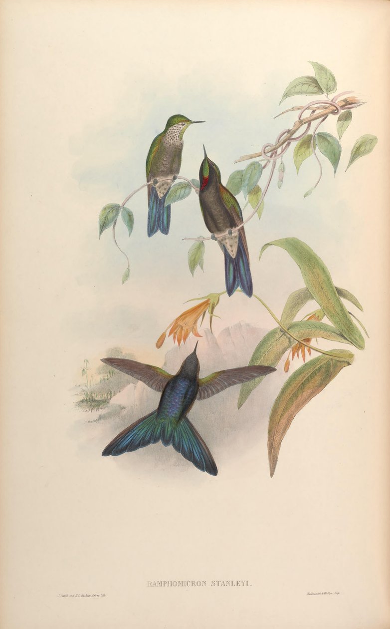 Ramphomicron stanleyi = Chalcostigma stanleyi tekijältä John Gould
