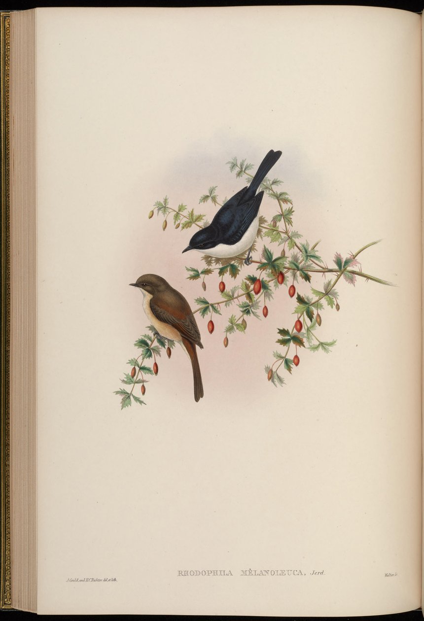 Rhodophila melanoleuca = Saxicola jerdoni ref tekijältä John Gould