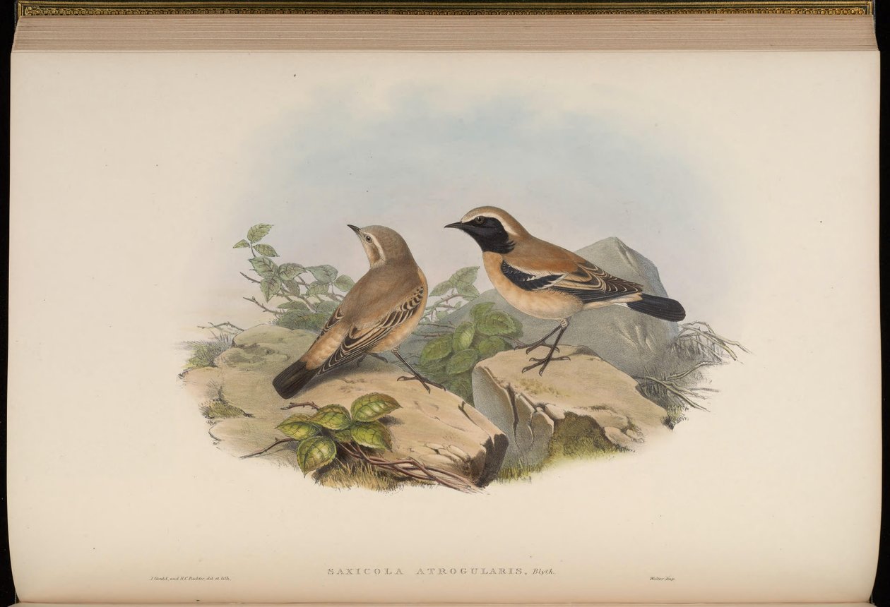Saxicola atrogularis = Oenanthe deserti tekijältä John Gould