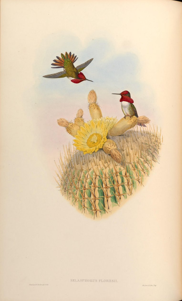 Selasphorus floresii = Selasphorus sasin x Selasphorus anna tekijältä John Gould