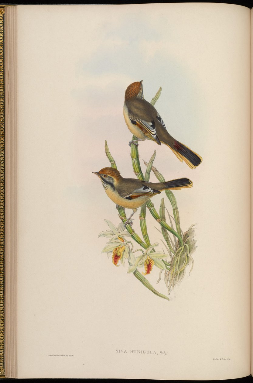 Siva strigula = Minla strigula tekijältä John Gould