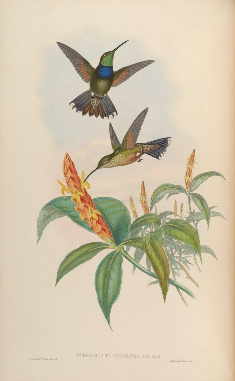 Sternoclyta cyanopectus tekijältä John Gould