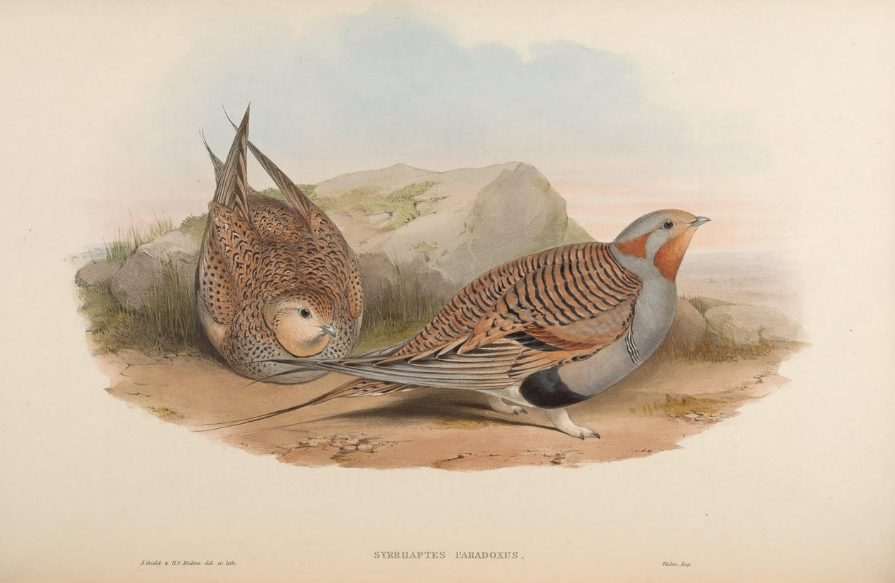 Syrrhaptes paradoxus tekijältä John Gould